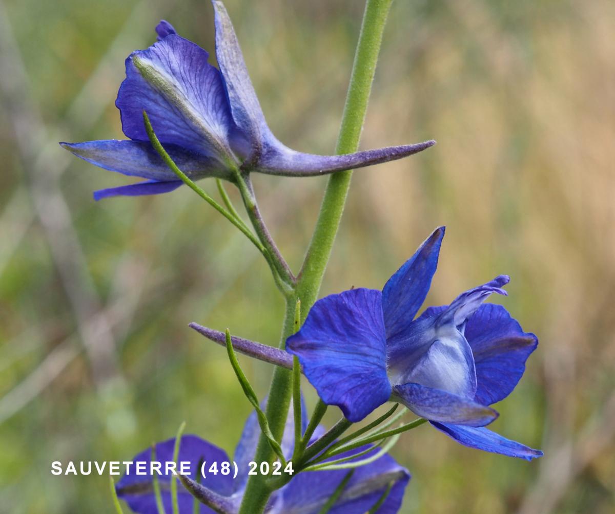 Larkspur flower